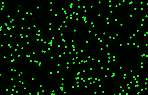 [AFG00-NH2] Green PS Fluorescent Particles, 21 um-NH2