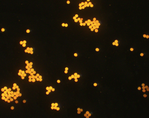 [AFO-0600-NH2] Orange PS Fluorescent Particles, 6 um-NH2